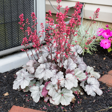 Heuchère 'Silver Gumdrop' - Heuchera 'Silver Gumdrop'
