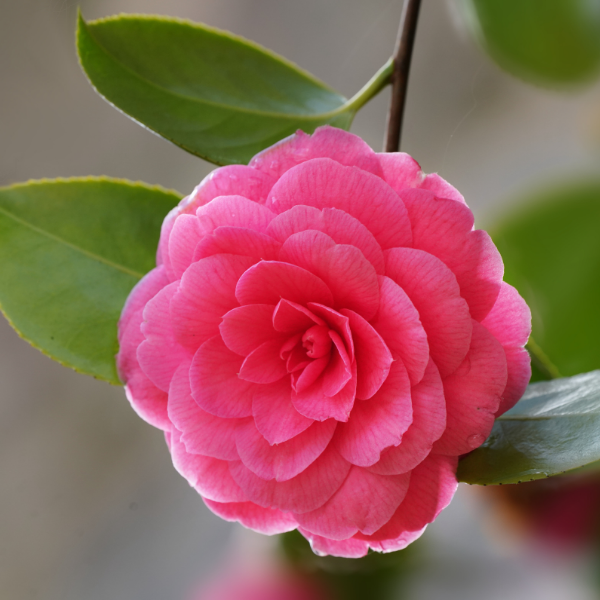 Camélia du Japon 'Mrs Tingley' - Camellia japonica 'Mrs Tingley'