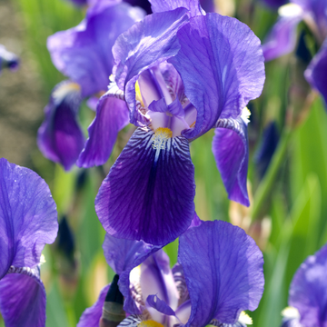Iris des jardins 'Night edition' - Iris germanica 'Night edition'