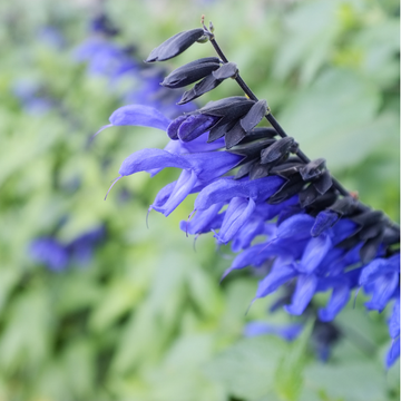 Sauge Fleur Bleue 'Balsaloom' - Salvia Guaranitica Black & Bloom