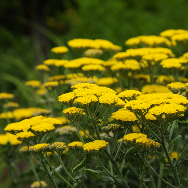 Achillée 'Cloth Of Gold' - Achillea fillipendulina 'Cloth Of Gold'