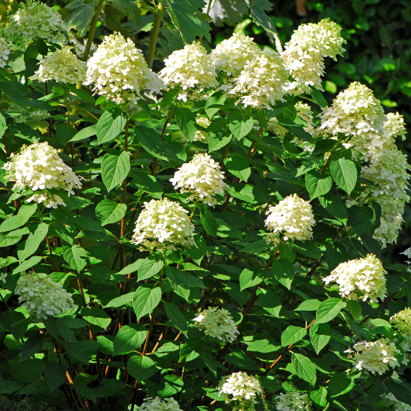 Hortensia Paniculata 'Little Spooky - Hydrangea Paniculata 'Little Spooky