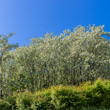 Arbre des pagodes - Sophora Japonica