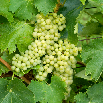 VigneCMuscat Bleu - Vitis Vinifera Muscat Bleu