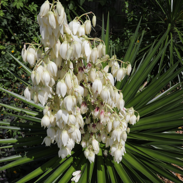 Yucca Gloriosa Variegata - Yucca Gloriosa 'Western desert dreams'