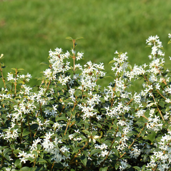 Osmanthe de Burkwood - Osmanthus x burkwoodii