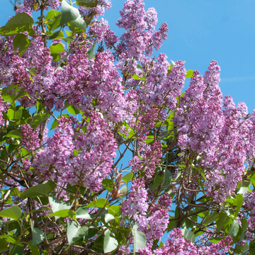 Lilas commun 'Michel Buchner' - Syringa vulgaris 'Michel Buchner'