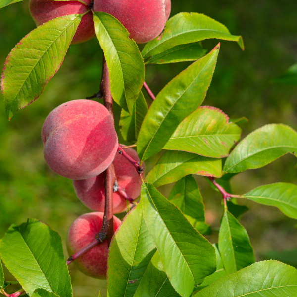 Pêcher 'Sanguine' - Prunus persica 'Sanguine'
