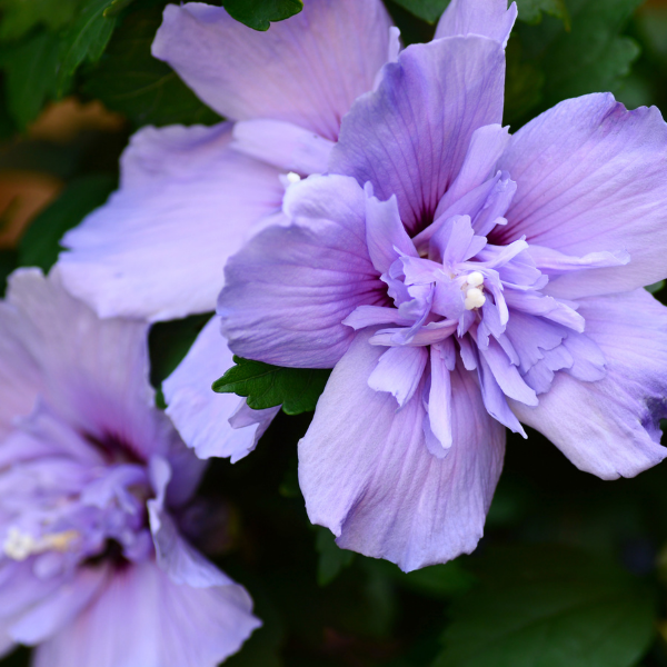 Mauve en arbre 'Blue Chiffon' - Hibiscus syriacus 'Blue Chiffon'