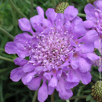 Petite Scabieuse 'Butterfly Blue' - Scabiosa Columbaria 'Butterfly Blue'