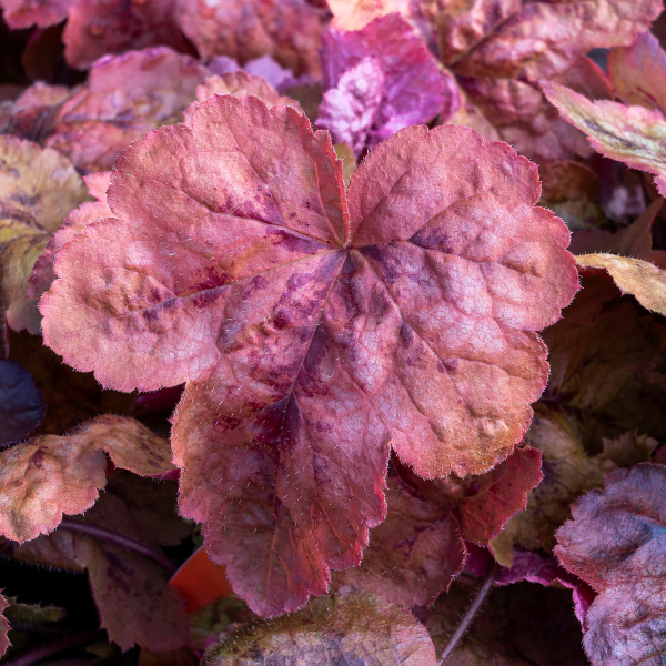 Heucherella 'Red Rover' - Heucherella -x 'Red Rover'