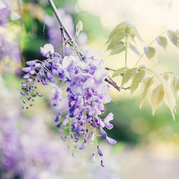 Glycine Floribunda - Wisteria Floribunda