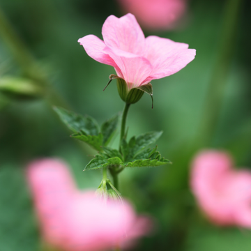 Geranium vivace 'Wargrave Pink' - Géranium 'Wargrave Pink'