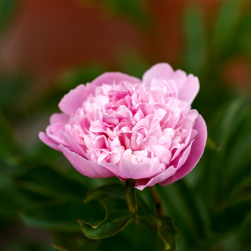 Pivoine De Chine 'Jadwiga' -  Paeonia Lactiflora 'Jadwiga'