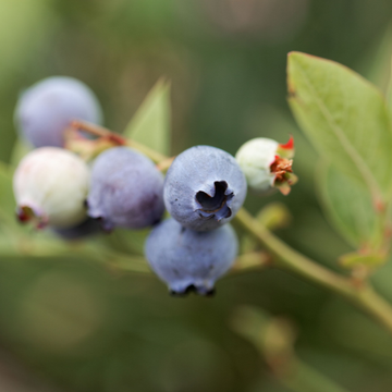 Myrtille d'Amérique 'Duke' - Vaccinium corymbosum 'Duke'