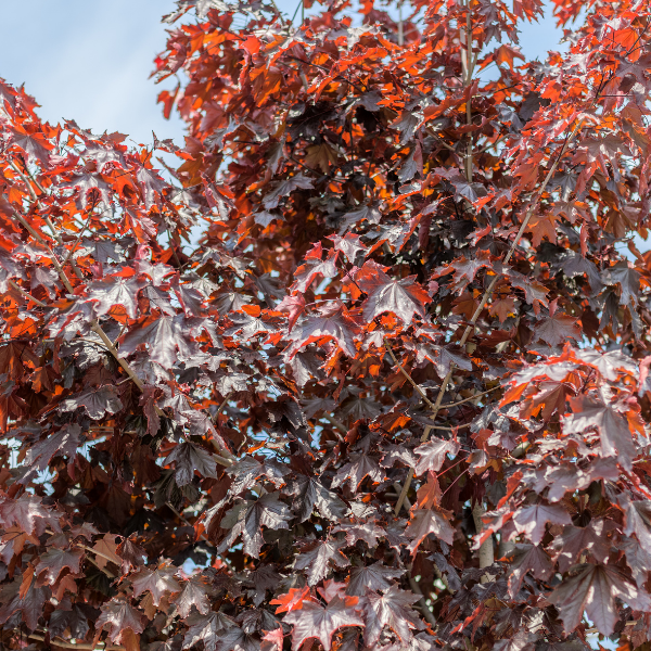 Érable plane colonnaire 'Crimson King' - Acer platanoides 'Crimson King'