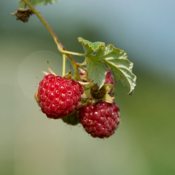 Framboisier 'Aroma Queen' - Rubus idaeus 'Aroma Queen'