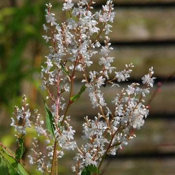 Persicaire polystachya - Persicaria polystachya