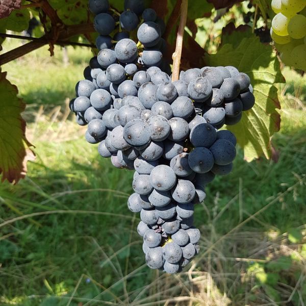 Vigne Esther - Vitis Esther