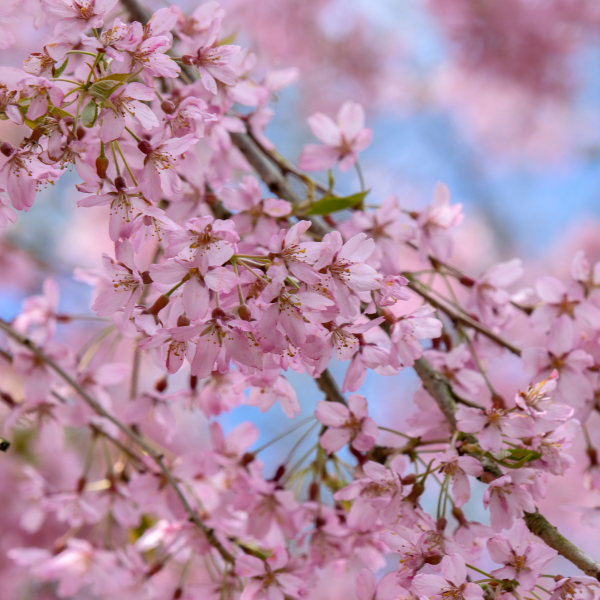 Cerisier du Japon 'Pendula' - Prunus subhirtella 'Pendula rosea'