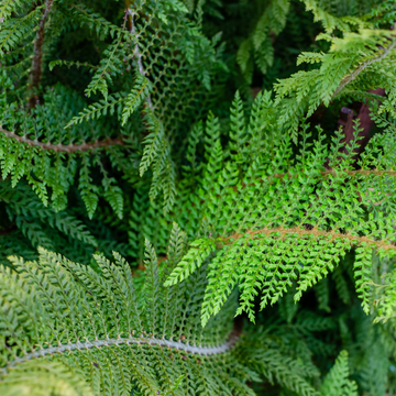 Aspidie à cils raides 'Proliferum' - Polystichum setiferum 'Proliferum'
