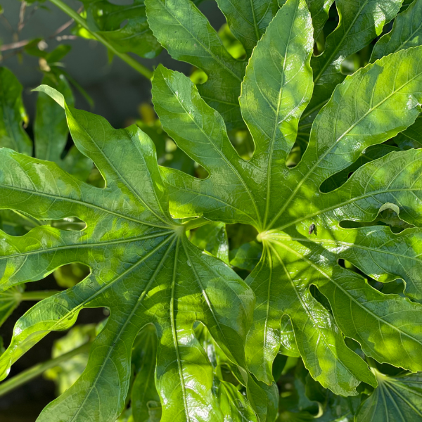 Fastia Polycarpa Green Fingers