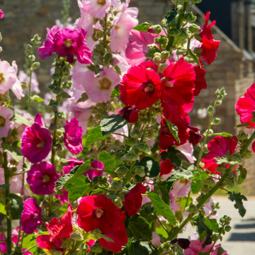 Alcea varié