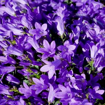 Campanule blue foncée - Campanula portenschlagiana sel® 'Kris'