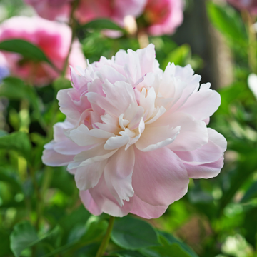 Pivoine de Chine 'Alertie' -  Paeonia lactiflora 'Alertie'