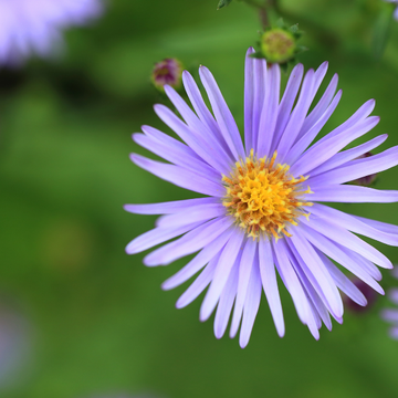 Aster De Printemps 'Wartburgstern' - Aster Tongolensis 'Wartburgstern'