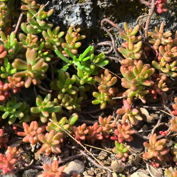 Orpin  'Coral carpet' - Sedum album 'Coral carpet'