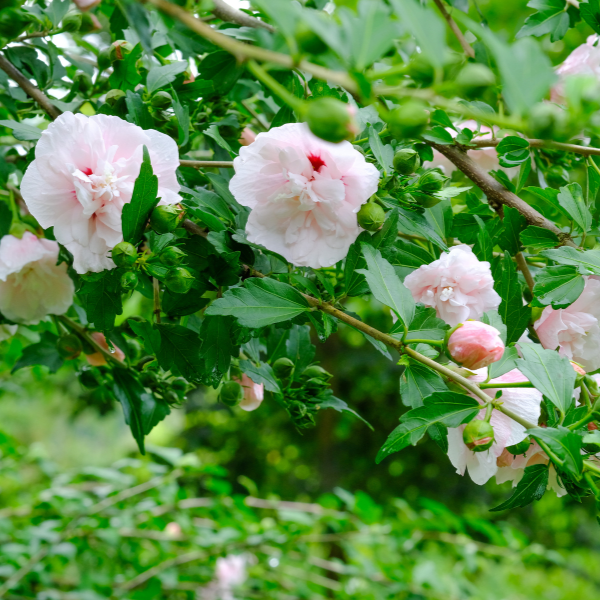 Hibiscus Syriacus French Cabaret (R) Pastel