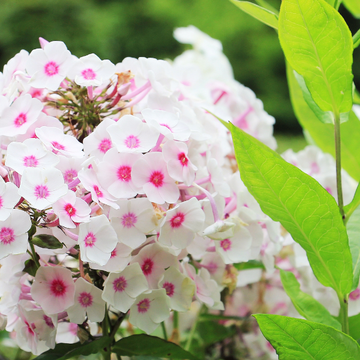 Phlox rampant 'Coral eye'- Phlox subulata 'Coral eye'