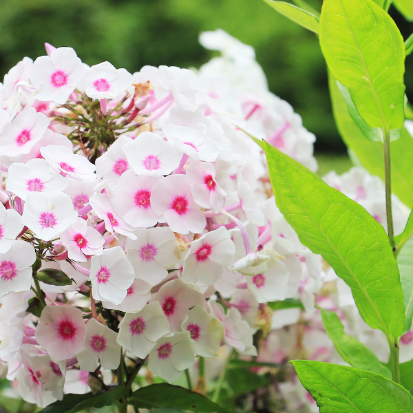 Phlox rampant 'Coral eye'- Phlox subulata 'Coral eye'