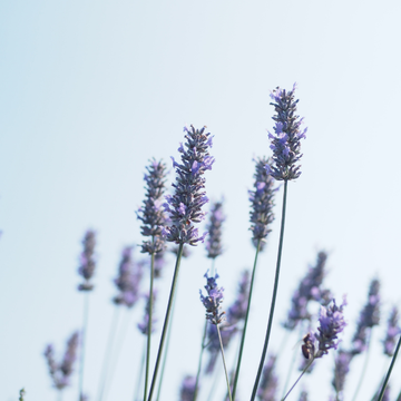Lavande 'Grosso' - Lavandula intermedia 'Grosso'