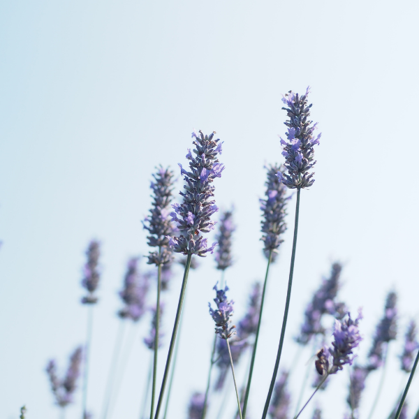 Lavande 'Grosso' - Lavandula intermedia 'Grosso'