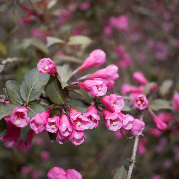 Weigela florida 'Nana Purpurea' - Weigela florida 'Nana Purpurea'