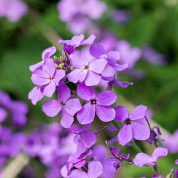 Monnaie du pape - Lunaria annua