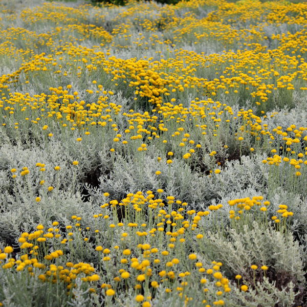Helichrysum Italicum