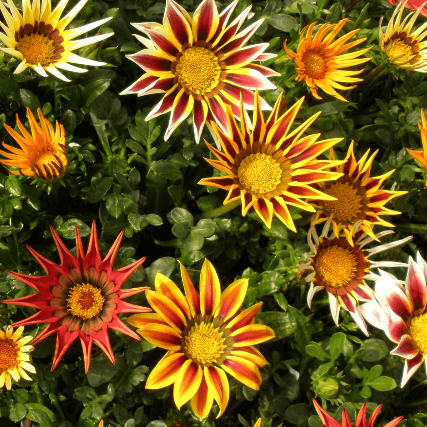 Gazania - FLEURANDIE