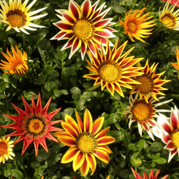 Gazania