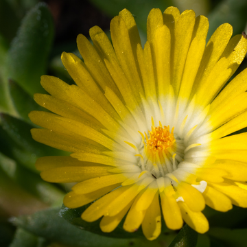 Pourpier 'Jewel Of Desert Peridott' - Delosperma 'Jewel Of Desert Peridott'