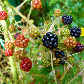 Mûrier 'Triple Crown' - Rubus fruticosus 'Triple Crown'