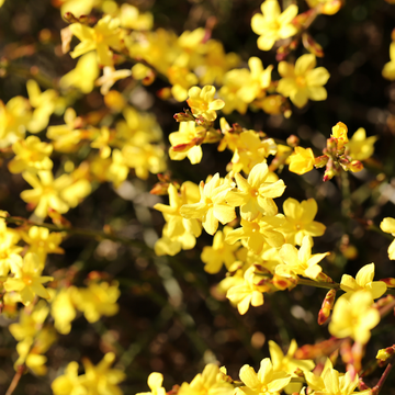 Jasmin d'hiver - Jasminum nudiflorum