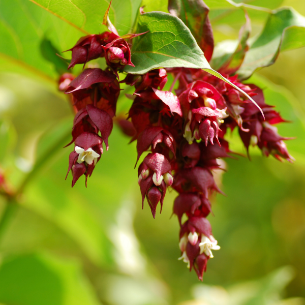Leycesteria formosa Purple Rain