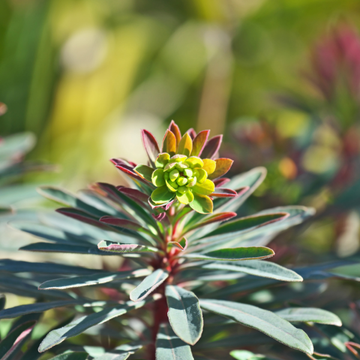 Euphorbe de Martin - Euphorbia martinii