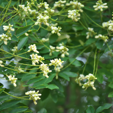 Arbre des pagodes - Sophora Japonica