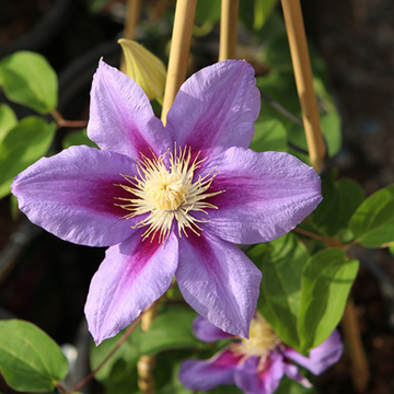 Clematis Barbara Jackman