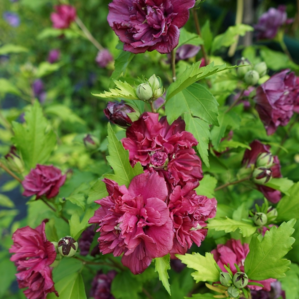 Hibiscus syriacus French Cabaret® Red 'Mindour1' - Hibiscus syriacus 'Mindour1'
