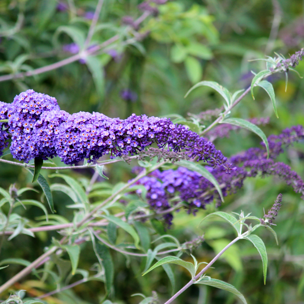 Buddleia Davidii Empire Blue